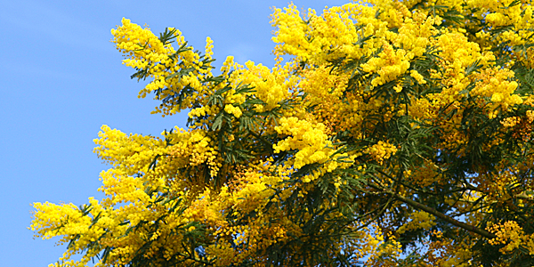 Yellow mimosa