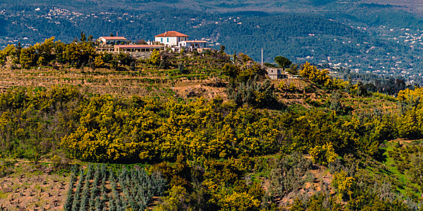 landscape with mimosa