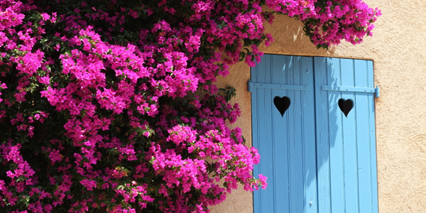 Bougainville op huizen in Porquerolles