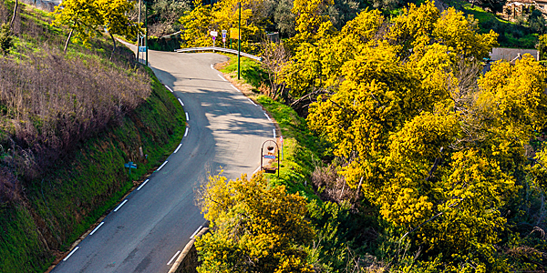 Road on the mimosa route